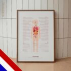Puberteit anatomisch diagram voor praktijken en klinieken