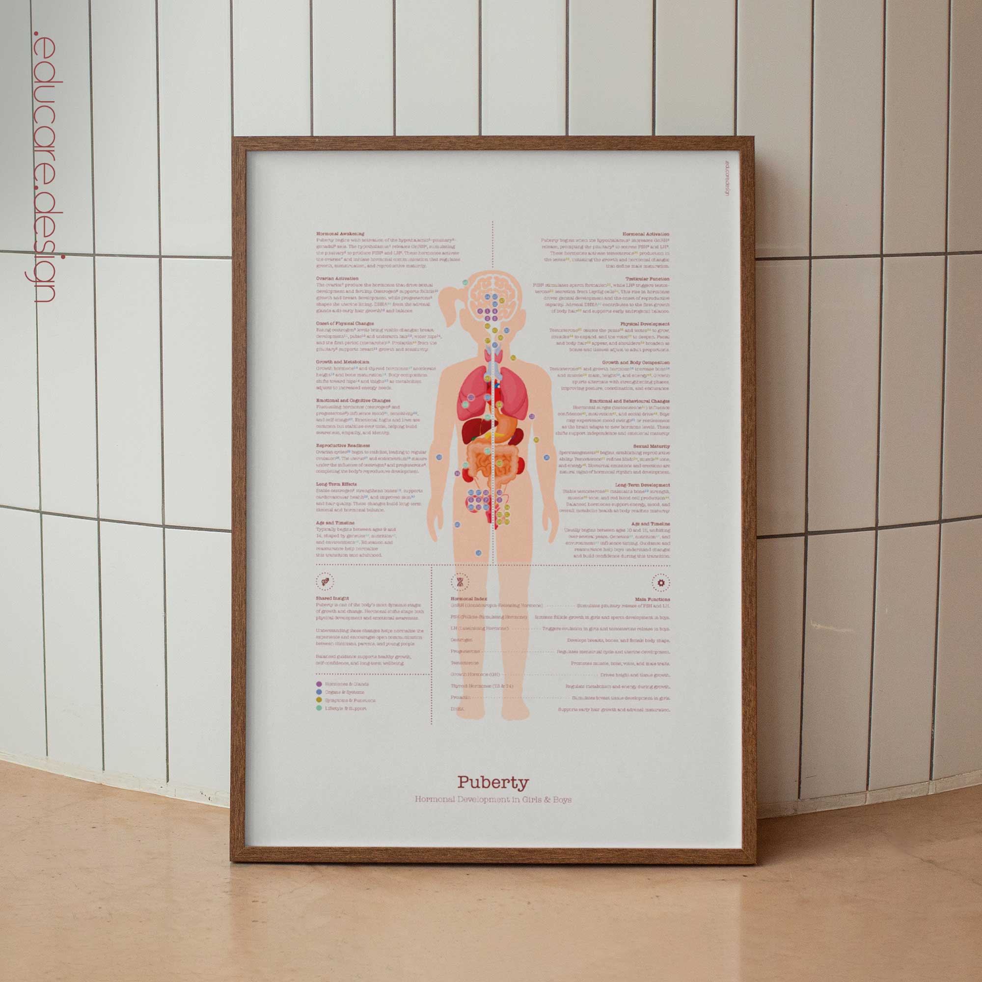 Puberty Anatomy Chart with Hormonal Development in Girls & Boys