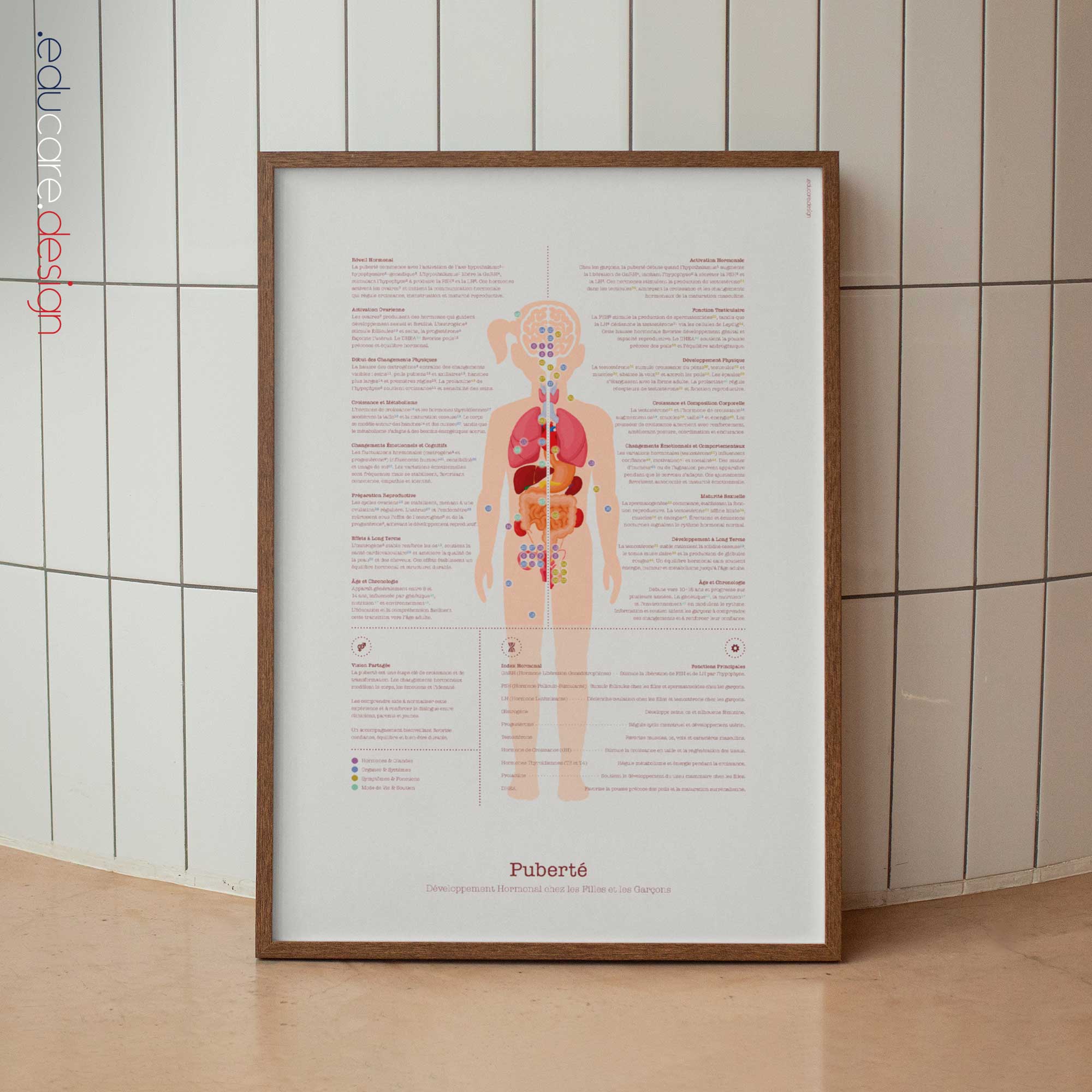 Puberty Anatomy Chart with Hormonal Development in Girls & Boys