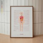 Pubertät Anatomie-Chart für Praxen und Kliniken