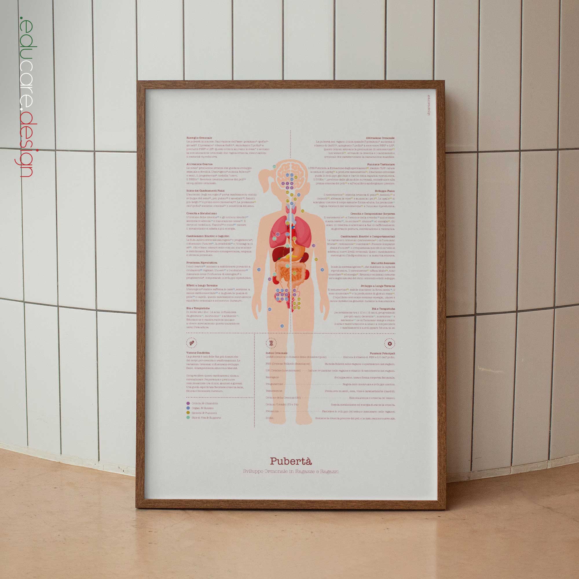 Puberty Anatomy Chart with Hormonal Development in Girls & Boys