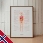 Pubertet anatomidiagram for klinikker