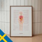 Pubertet anatomidiagram för kliniker