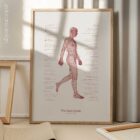 Postural Control Set anatomy chart for clinics