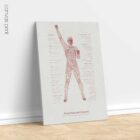 Good Postural Control anatomy chart for clinics