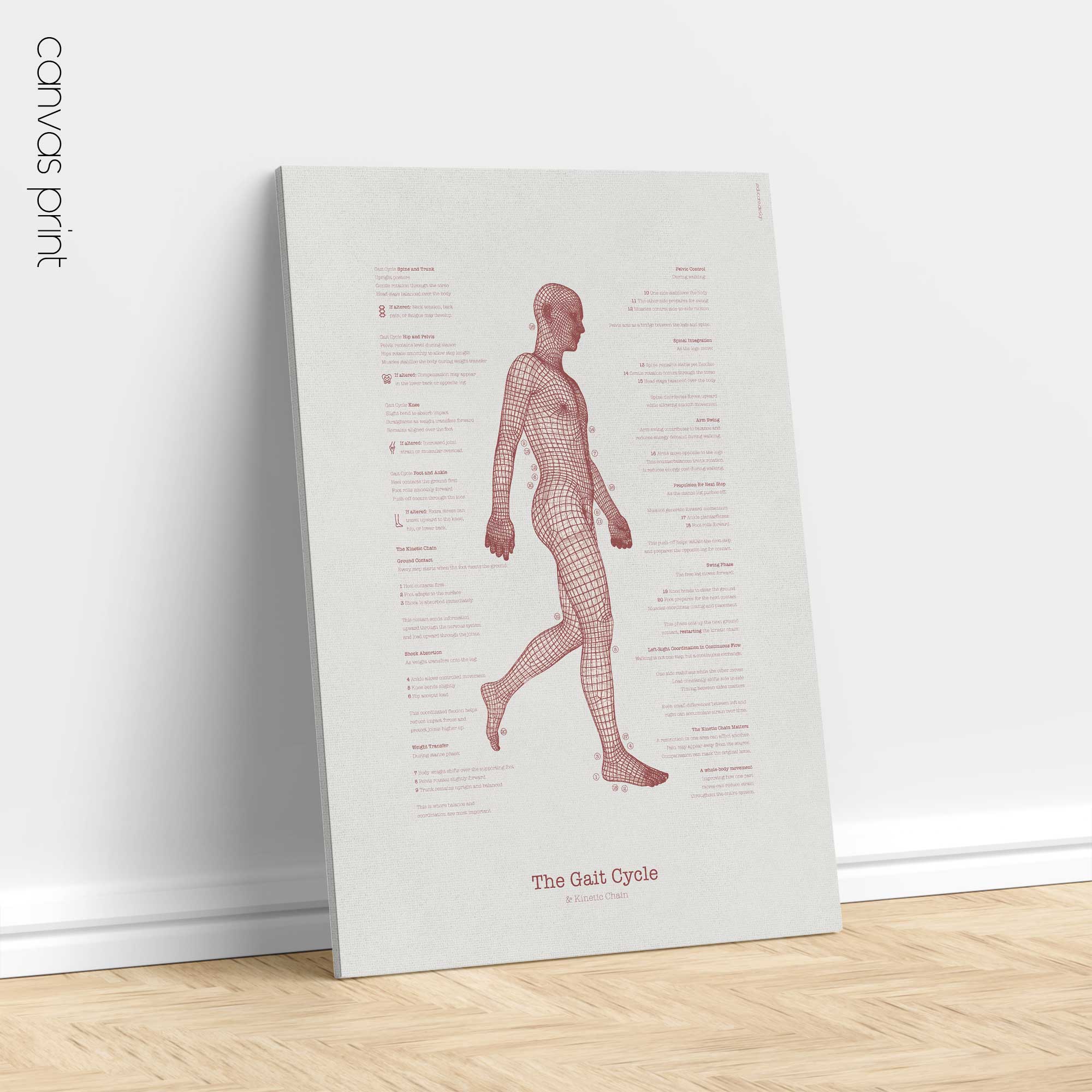 The Gait Cycle and Kinetic Chain