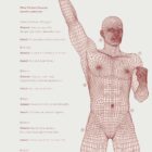 Good Postural Control anatomy chart for clinics