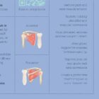 Shoulder Pain Quick Guide anatomy chart for clinics