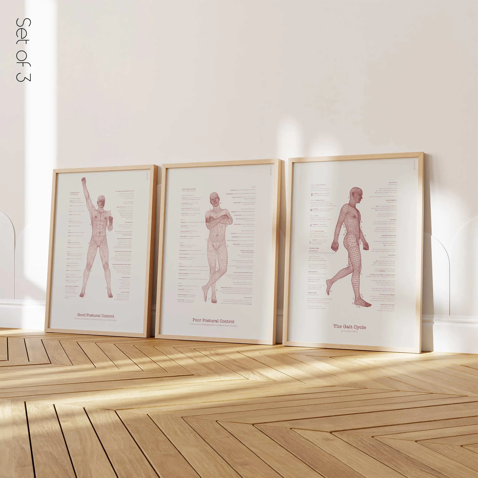 Postural Control Set anatomy chart for clinics