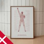 God Postural Kontrol anatomidiagram til klinikker