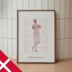 Nedsat Postural Kontrol anatomidiagram til klinikker