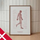 Gangcyklus og Kinetisk Kæde anatomidiagram til klinikker