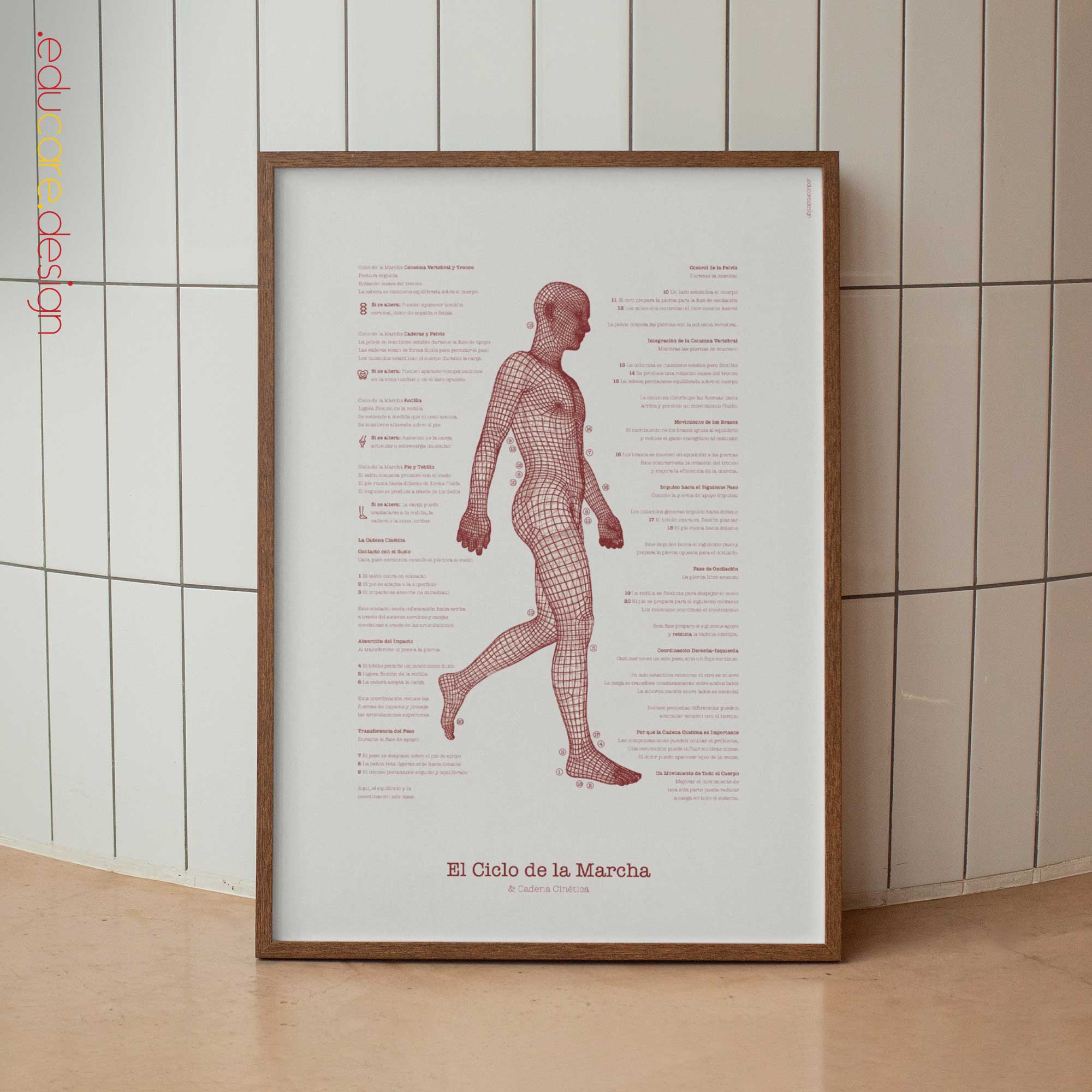 The Gait Cycle and Kinetic Chain - Clinical Reference Poster