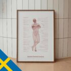 Nedsatt Postural Kontroll anatomidiagram för kliniker