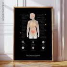 The Immune System anatomy chart for clinics