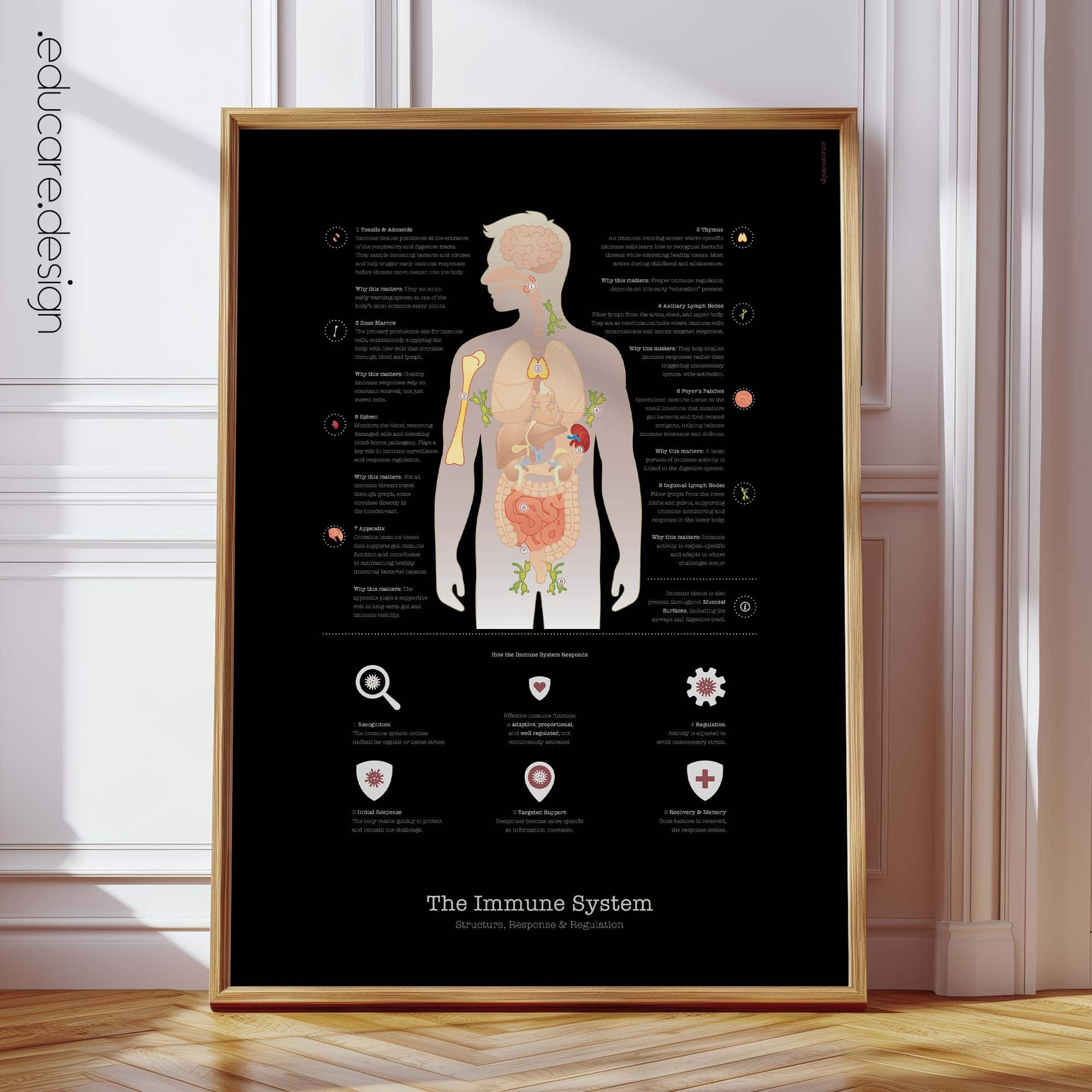 Immune system anatomy and immune response chart showing structure, response, and regulation for patient education.