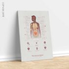 The Immune System anatomy chart for clinics