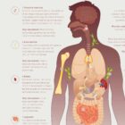 The Immune System anatomy chart for clinics