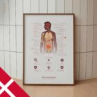 Immunsystemet anatomidiagram til klinikker