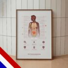 Het Immuunsysteem anatomisch diagram voor praktijken en klinieken