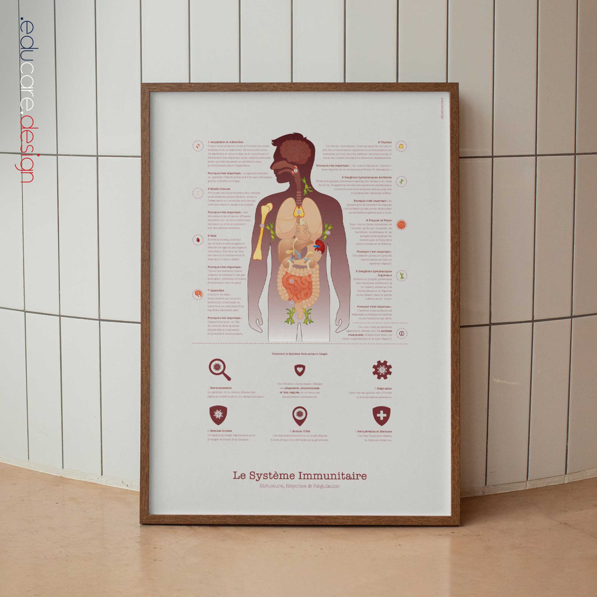Immune system anatomy and immune response chart showing structure, response, and regulation for patient education.