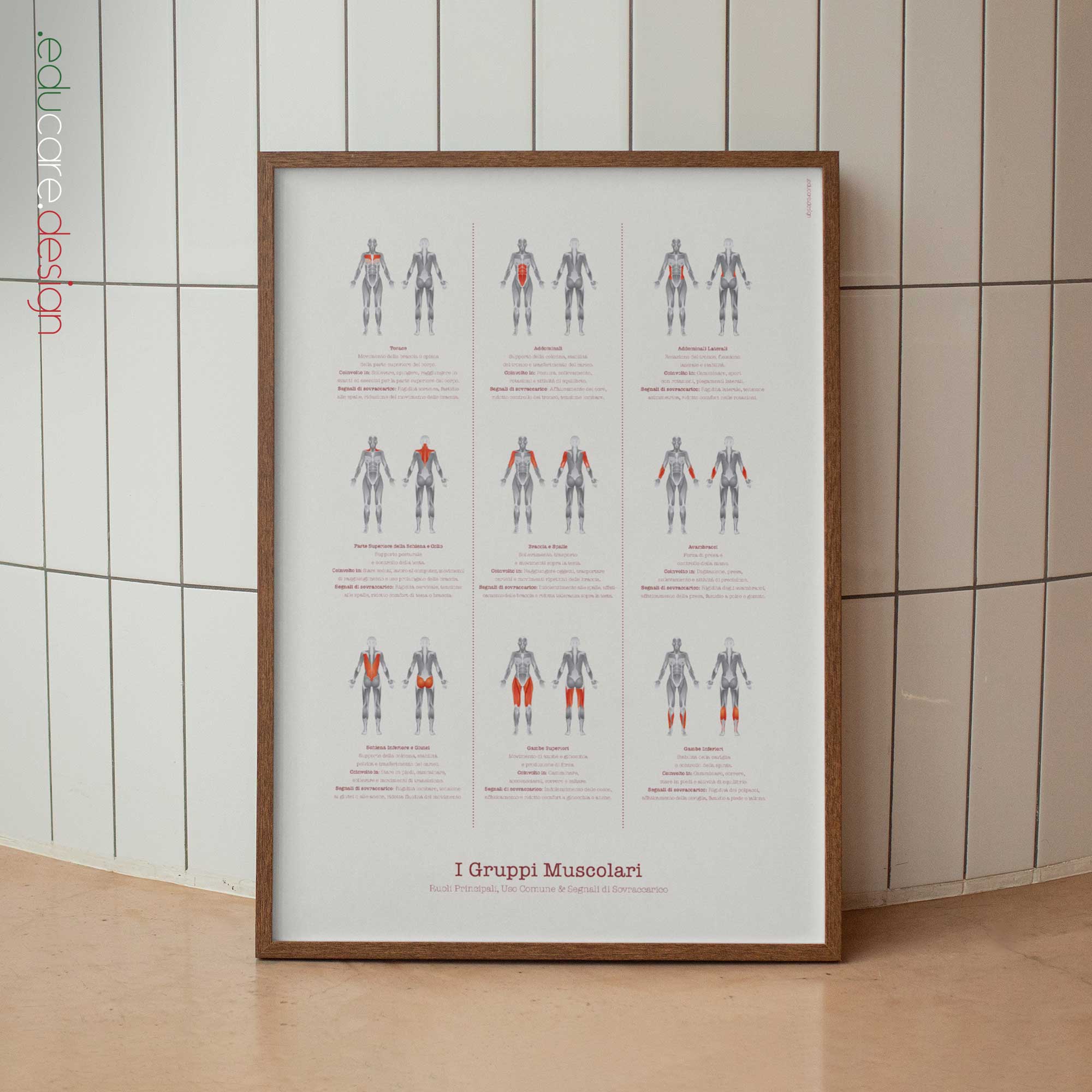 The Muscle Groups – Functional Anatomy Chart for Patient Education