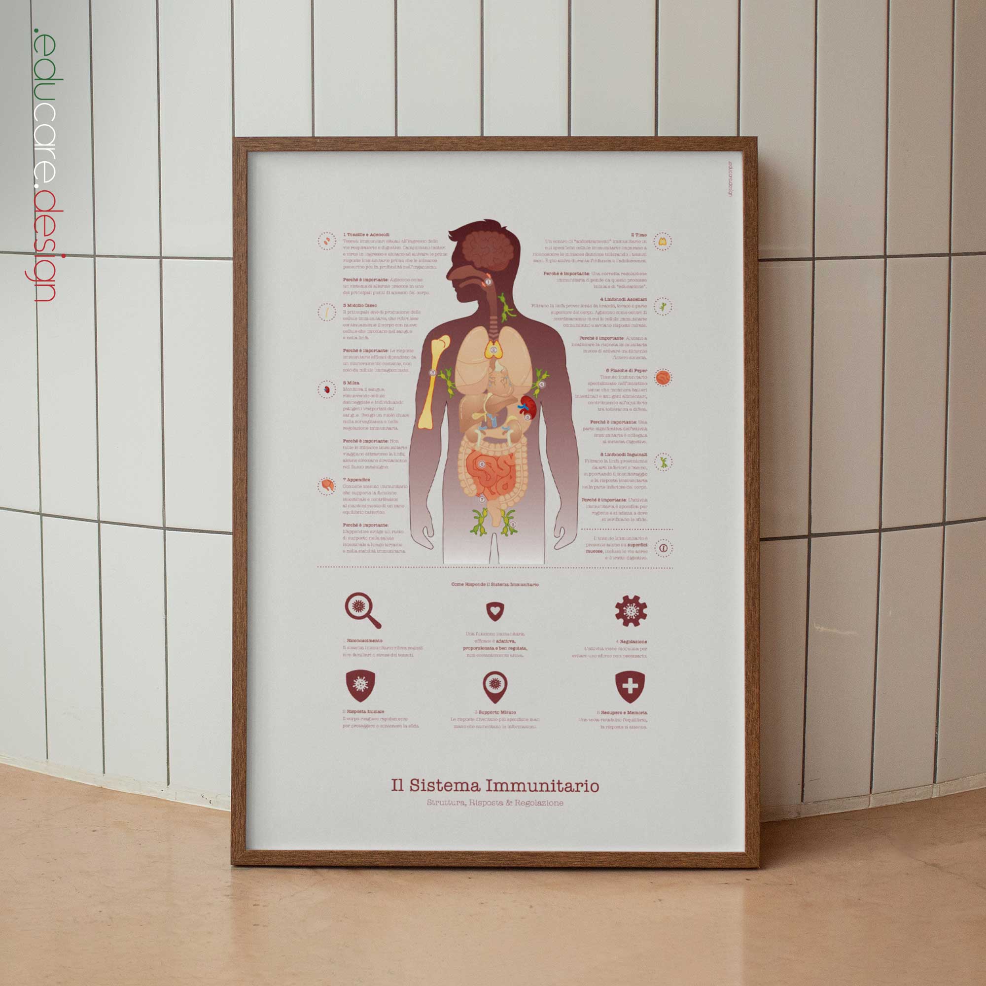 Immune system anatomy and immune response chart showing structure, response, and regulation for patient education.