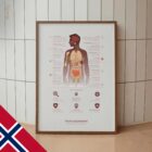 Immunsystemet anatomidiagram for klinikker