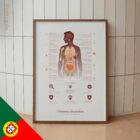 O Sistema Imunitário diagrama anatómico para clínicas e consultórios