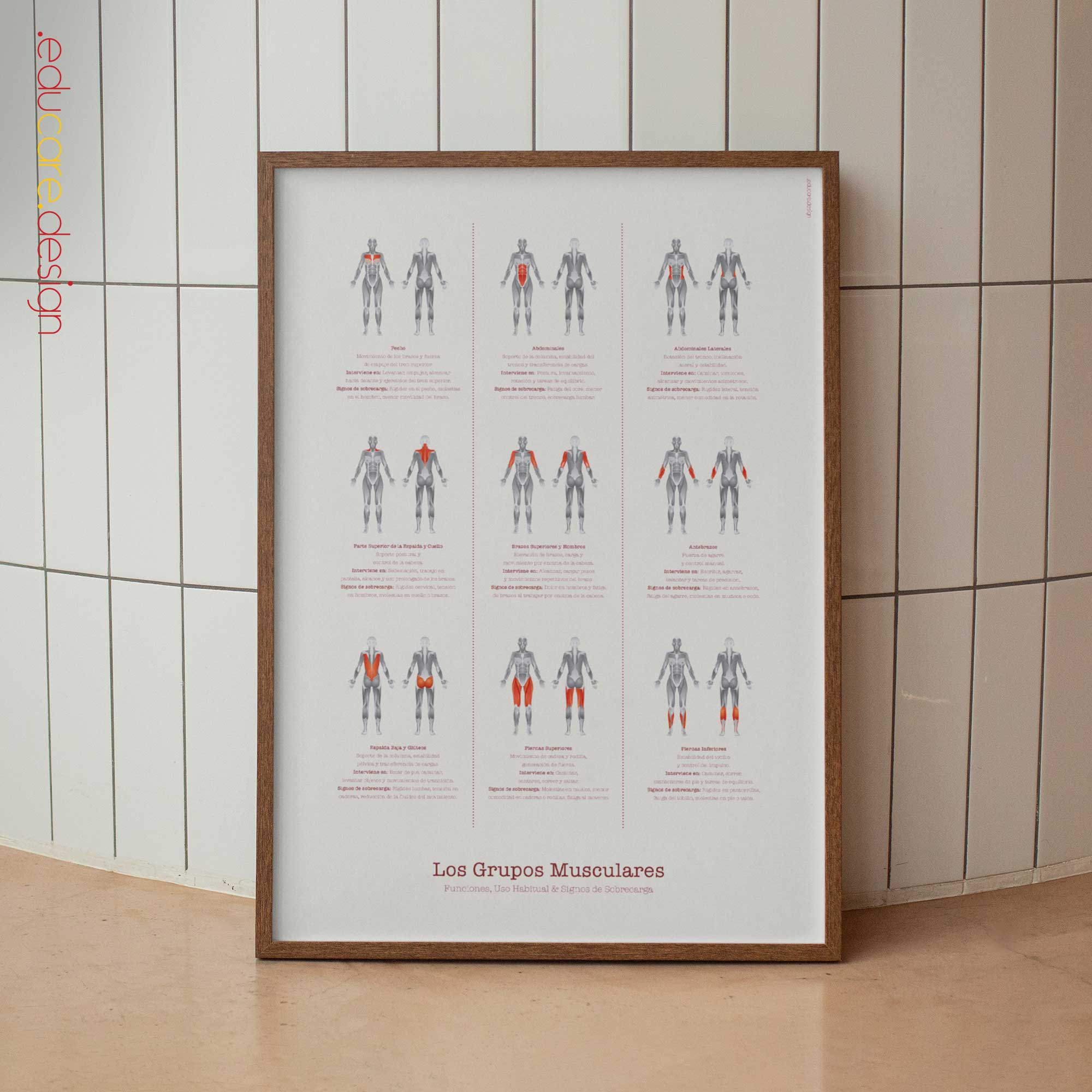 The Muscle Groups – Functional Anatomy Chart for Patient Education