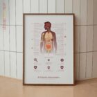 El Sistema Inmunológico lámina anatómica para clínicas y consultas