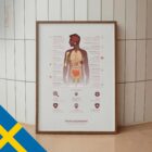 Immunsystemet anatomidiagram för kliniker