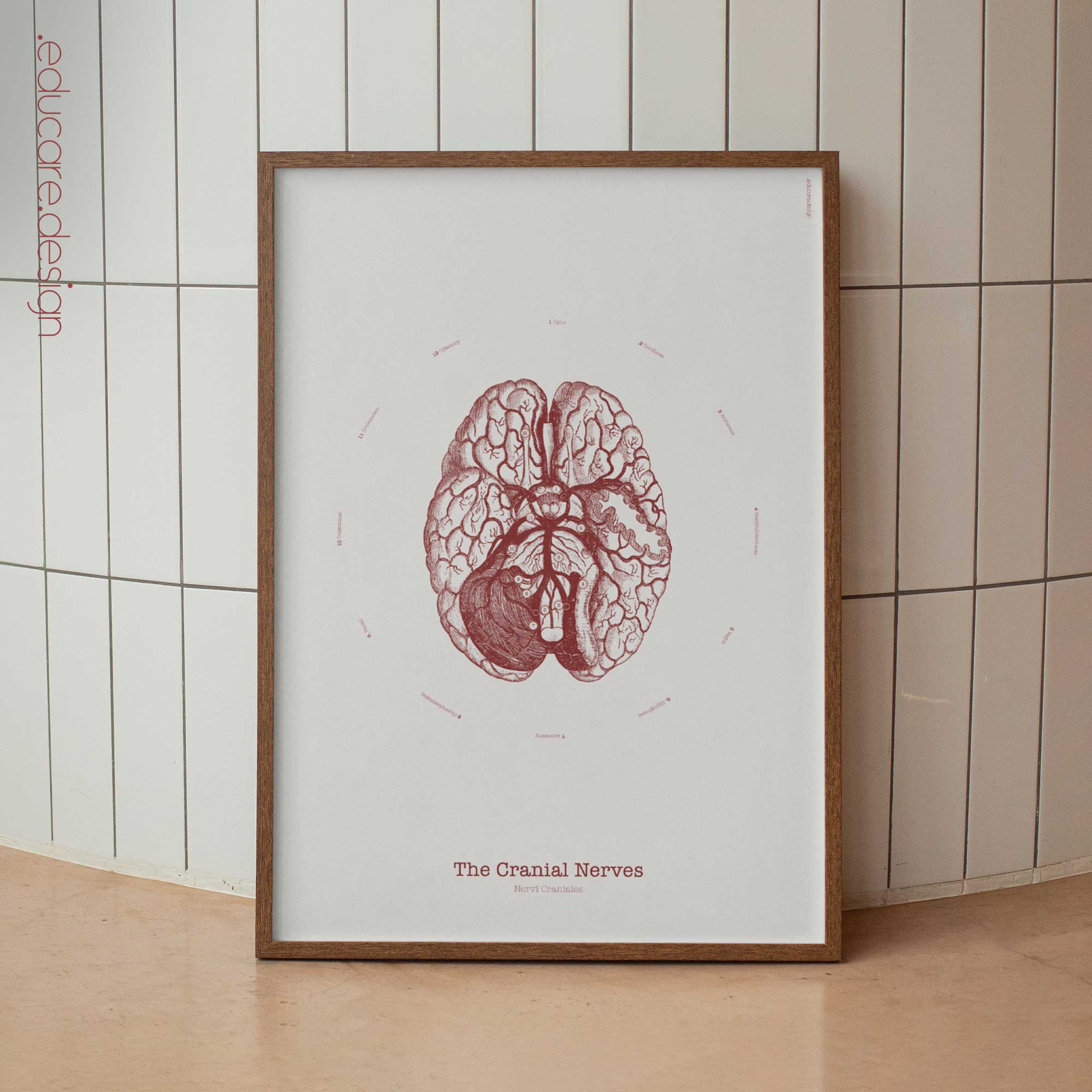 The Cranial Nerves – Vintage Anatomy Chart