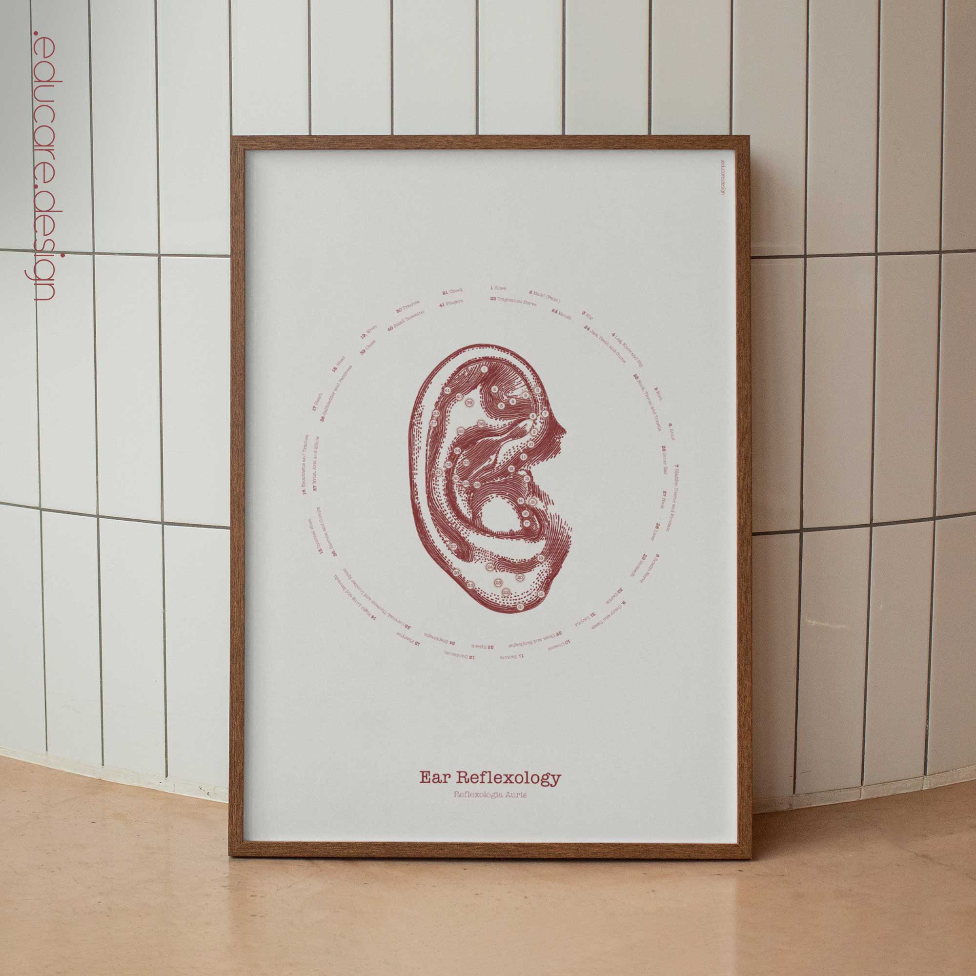 Reflexology of the Ear – Vintage Anatomy Chart