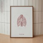 The Rib Cage anatomy chart for clinics