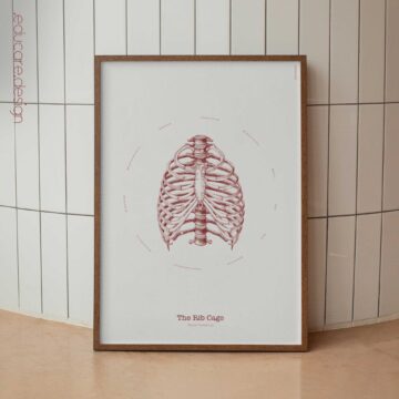 The Rib Cage – Vintage Anatomy Chart