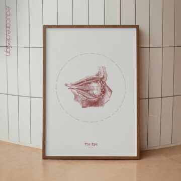 The Eye – Vintage Anatomy Chart