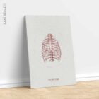 The Rib Cage anatomy chart for clinics