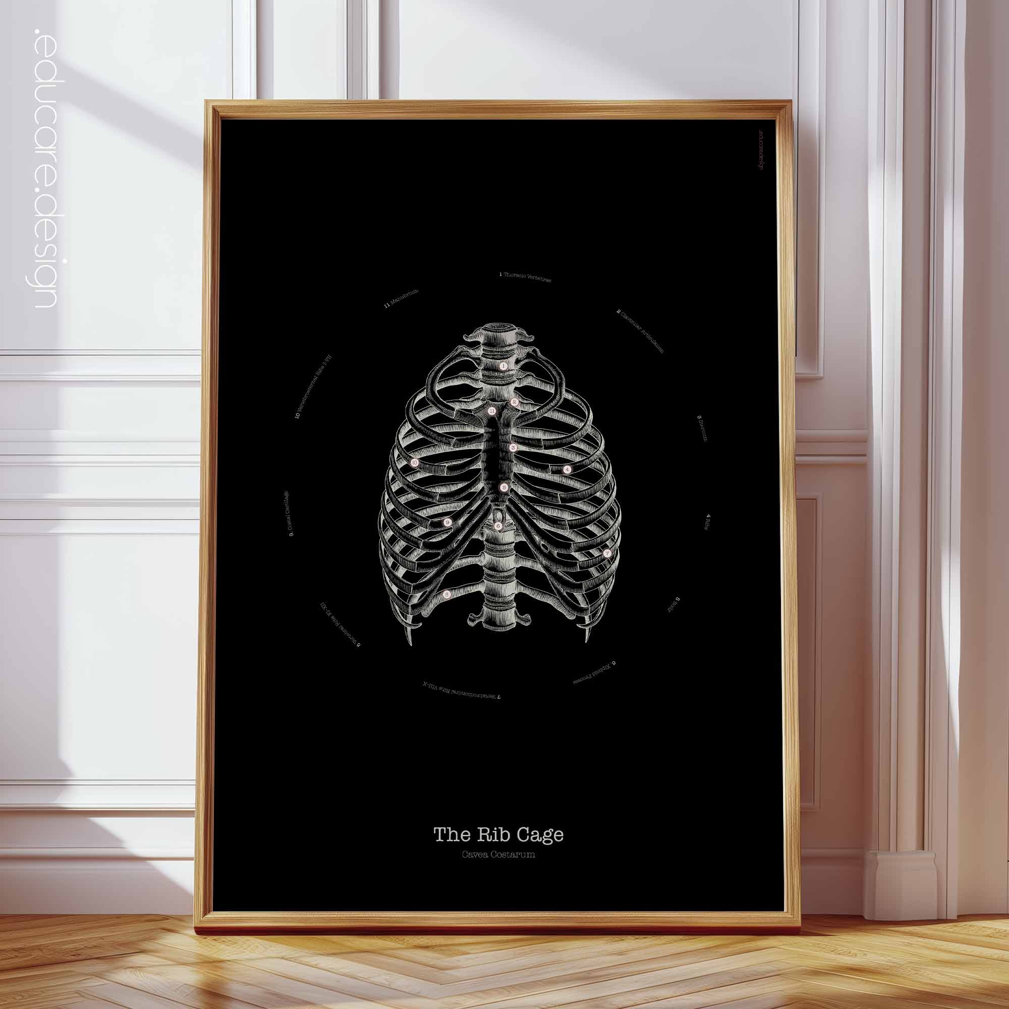 The Rib Cage – Vintage Anatomy Chart