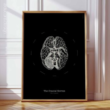The Cranial Nerves – Vintage Anatomy Chart