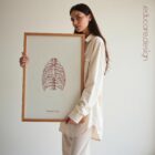 The Rib Cage anatomy chart for clinics