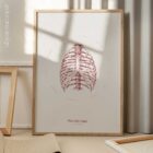The Rib Cage anatomy chart for clinics