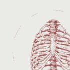 The Rib Cage anatomy chart for clinics