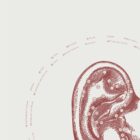 Reflexology Ear anatomy chart for clinics