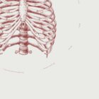 The Rib Cage anatomy chart for clinics
