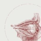 The Eye anatomy chart for clinics