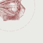 The Eye anatomy chart for clinics
