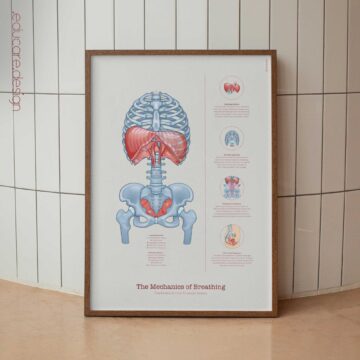 Breathing Mechanics and Exercises Set anatomy chart for clinics
