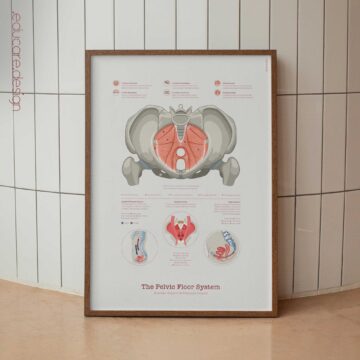 The Pelvic Floor System Chart