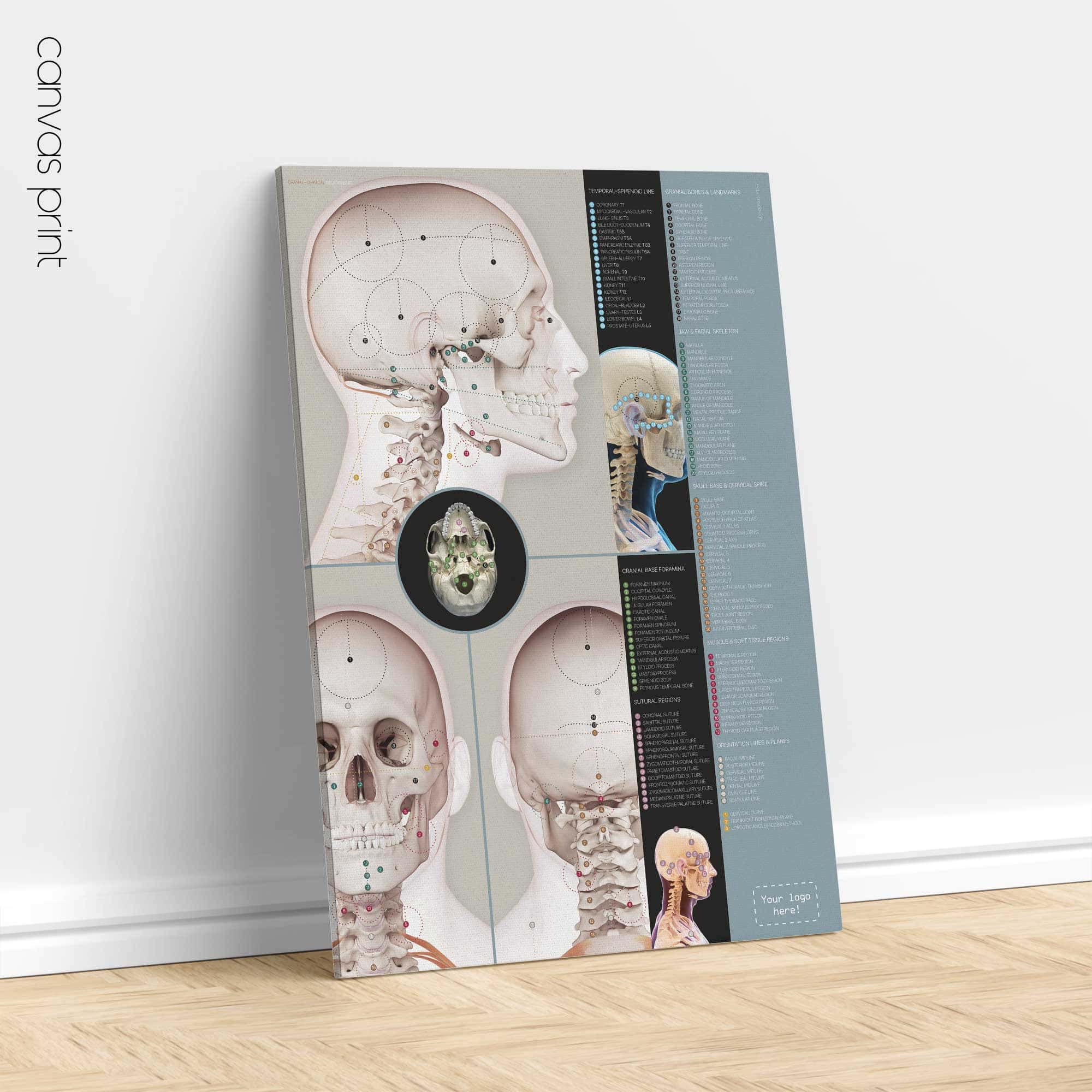 Detailed Cranial–Cervical Relationship anatomy chart